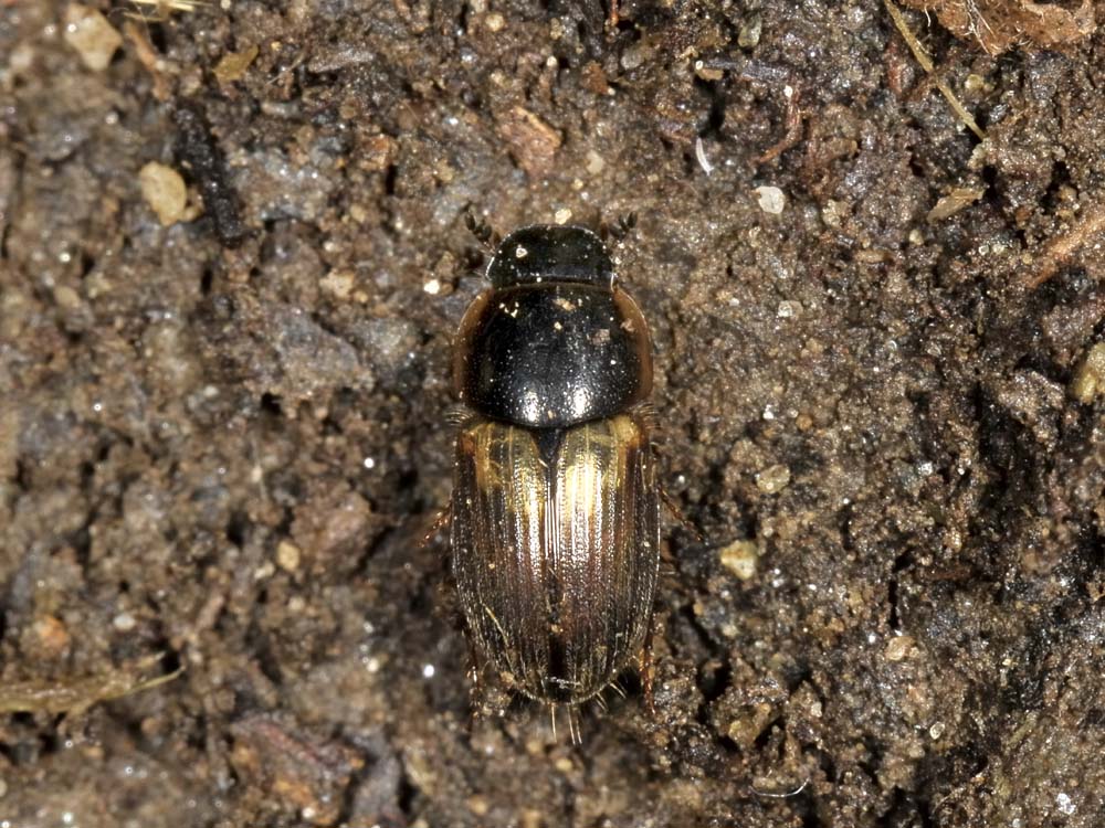 Aphodius (Melinopterus) prodromus